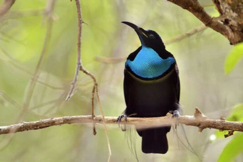 Sản xuất loại vải đen nhất thế giới, hấp thụ 99,87% ánh sáng - 2