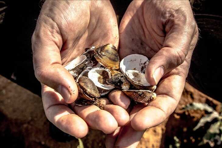 Thời xưa dùng vỏ sò thay tiền, vì sao người nghèo không đi nhặt làm giàu?