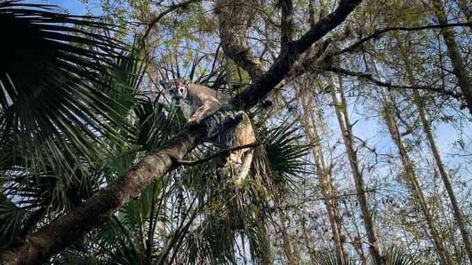Bắt báo Florida nặng nhất từng ghi nhận