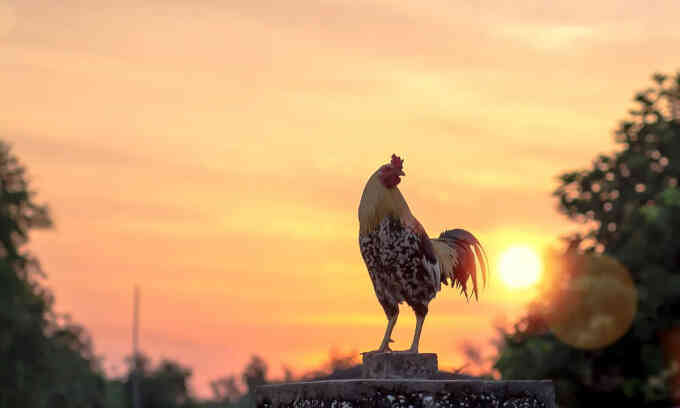 Tại sao gà trống gáy vào buổi sáng?