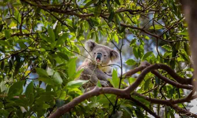 Kế hoạch tiêu diệt gấu koala gây tranh cãi của Australia