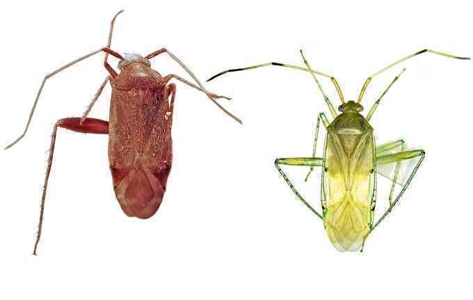 Phát hiện hai loài bọ xít mù ở Việt Nam