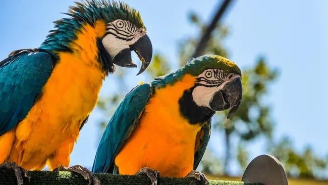 Vẹt nói tiếng người do hiểu hay chỉ là sự bắt chước vô thức?