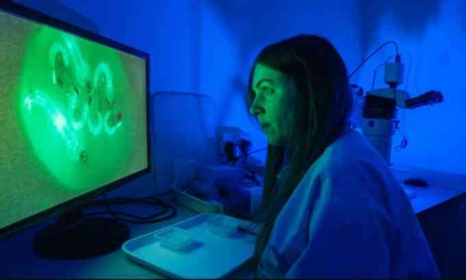 Phòng thí nghiệm sản xuất muỗi biến đổi gene