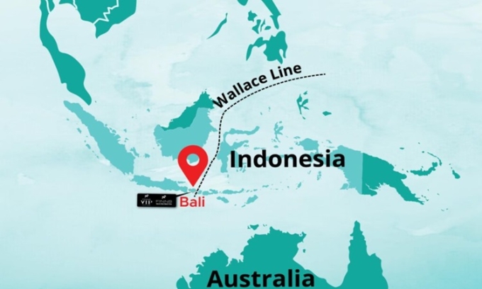 Đường vô hình ngăn cách động vật ở châu Á và Australia