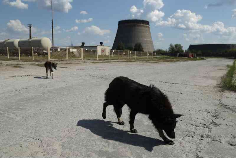 Chó hoang tiến hóa ở Chernobyl: Vì sao vẫn sống sót nơi vùng đất chết? - 2