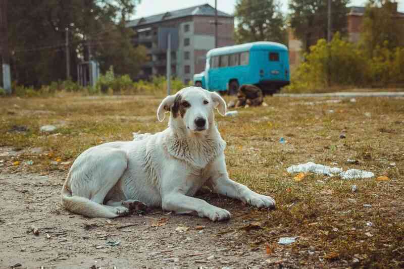 Chó hoang tiến hóa ở Chernobyl: Vì sao vẫn sống sót nơi vùng đất chết? - 3