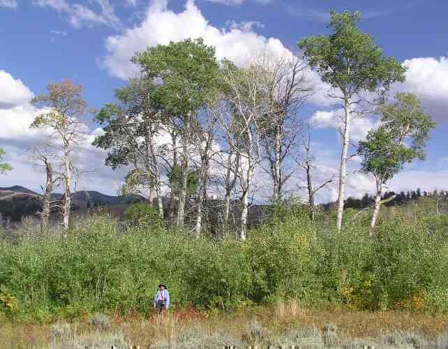 Sự trở lại của loài sói giúp rừng Yellowstone "hồi sinh" thế nào?