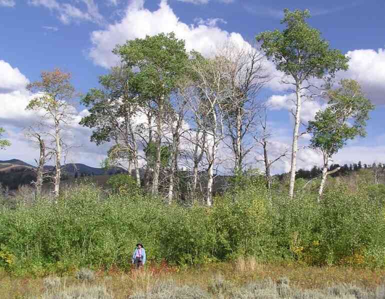 Sự trở lại của loài sói giúp rừng Yellowstone hồi sinh thế nào? - 1