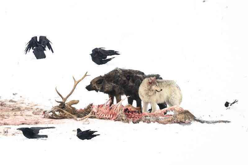 Sự trở lại của loài sói giúp rừng Yellowstone hồi sinh thế nào? - 2