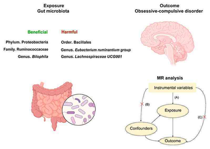 Phát hiện bất ngờ về nguồn gốc của chứng OCD: Không nằm ở não  - 2