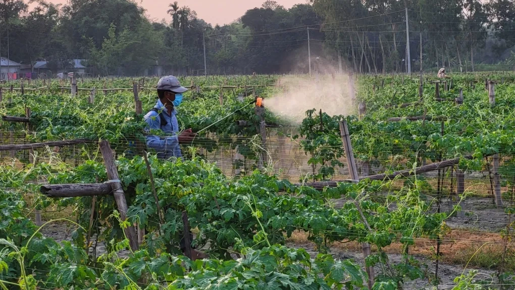 Điềm báo “ngày tận thế của côn trùng” không còn xa
