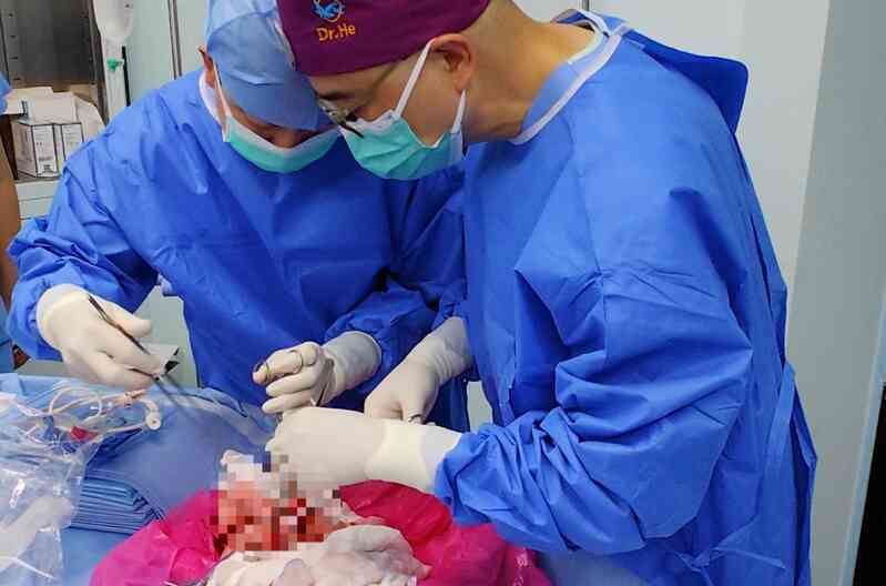 Lần đầu tiên cấy ghép phổi lợn cho người