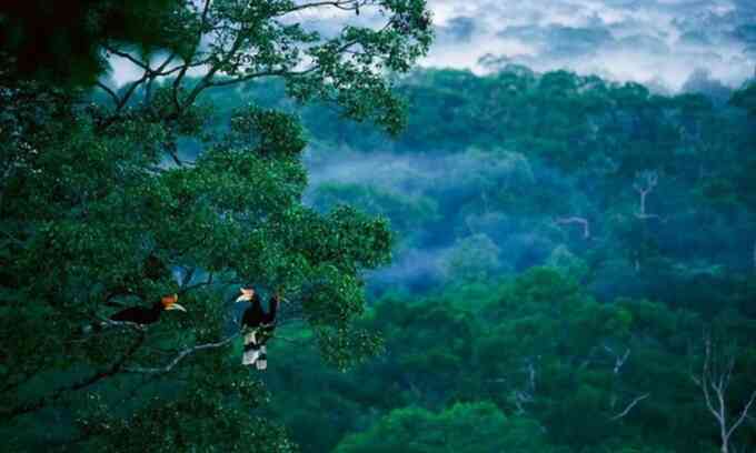Nguy cơ của những rừng mưa lớn nhất thế giới