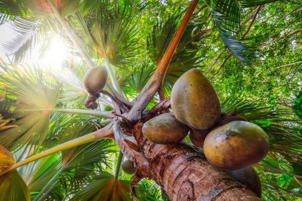 Loại hạt lớn nhất hành tinh, mỗi hạt giá tương đương hơn 70 triệu đồng - 1