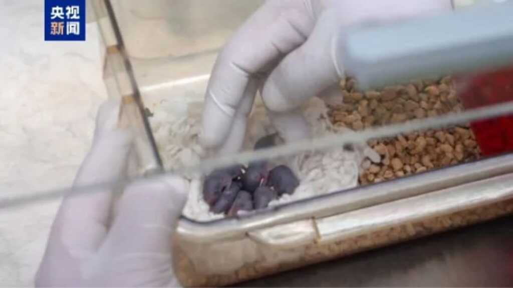 Thí nghiệm trên chuột hé lộ bước tiến của con người trong chinh phục vũ trụ