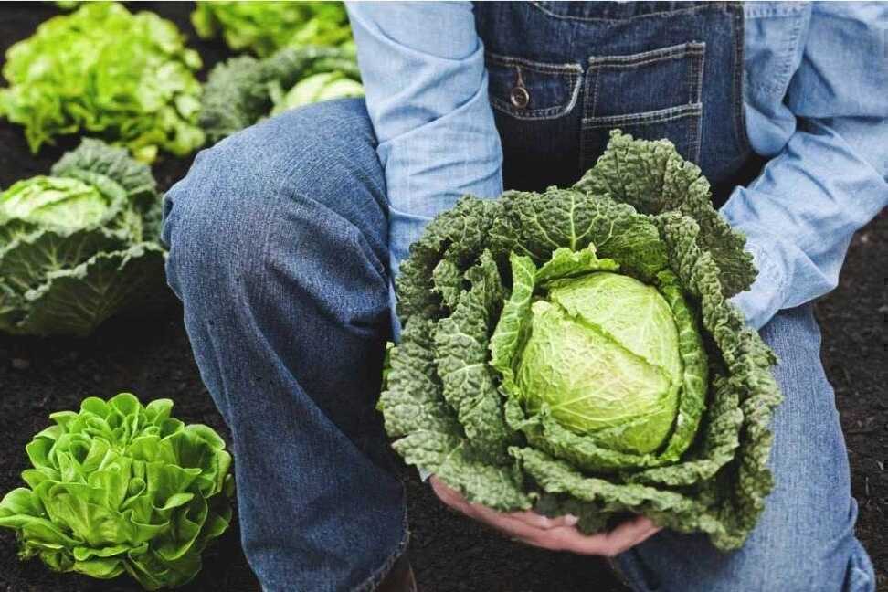 Mỹ: Nghiên cứu gợi ý nhóm rau củ quả ít tồn dư thuốc trừ sâu nhất