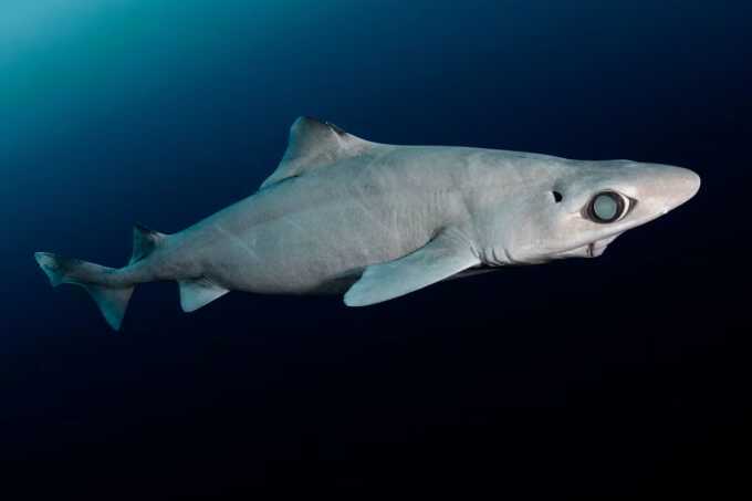 Cá mập nguy cấp vì bị săn lấy 