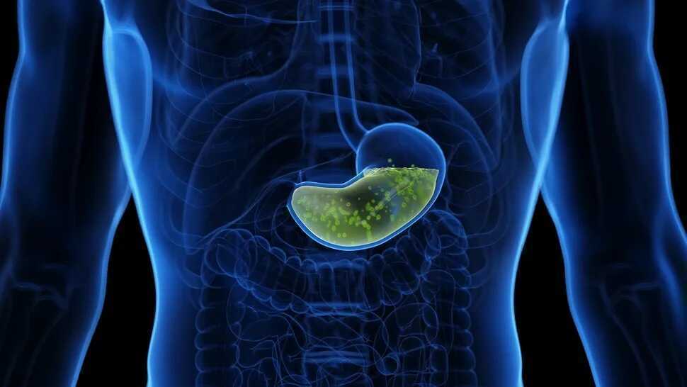 Bí mật giúp dạ dày tránh bị axit của chính nó ăn mòn