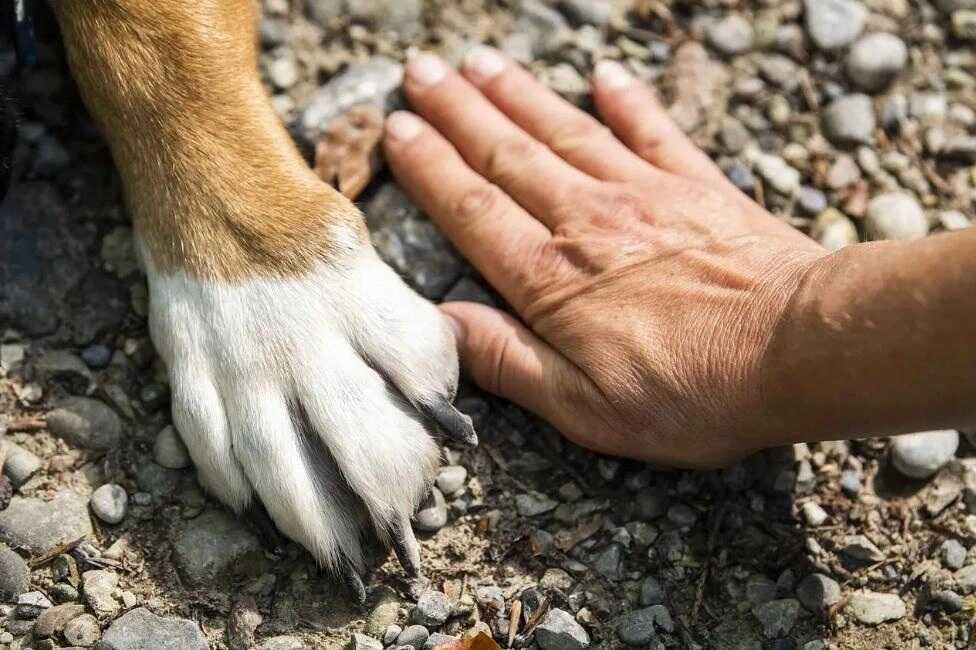 Tại sao con người có 5 ngón tay và 5 ngón chân mỗi chi?