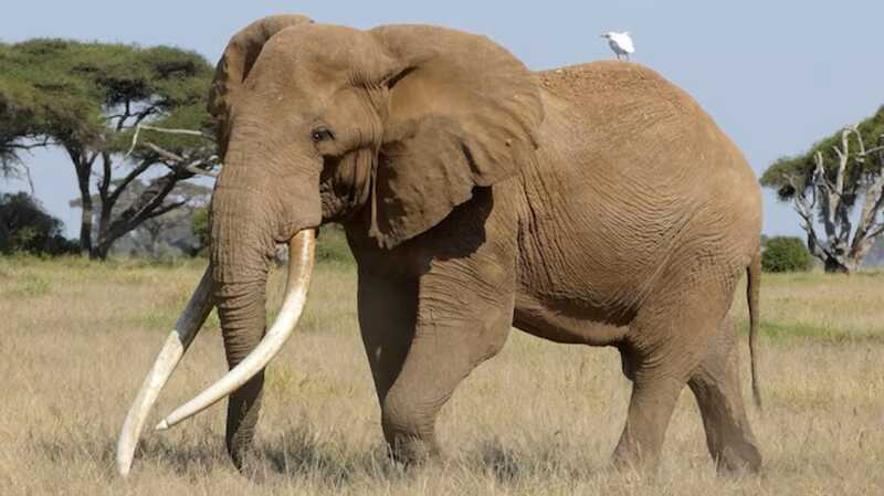 Khoảnh khắc cuối đời của con voi có cặp ngà lớn nhất thế giới
