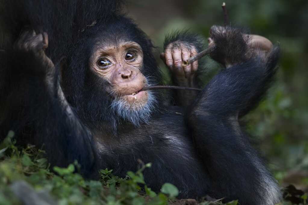 Vì sao chúng ta không thể cử động từng ngón chân như ngón tay?