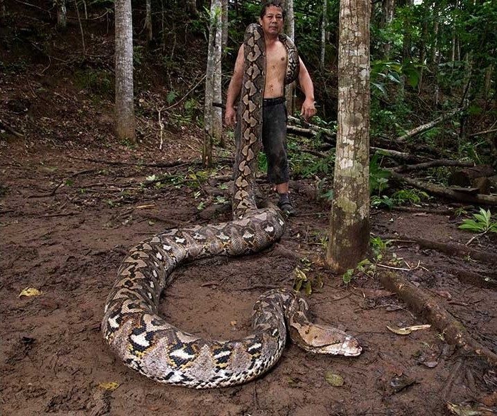 Kích thước khổng lồ của con trăn hoang dã lập kỷ lục dài nhất thế giới