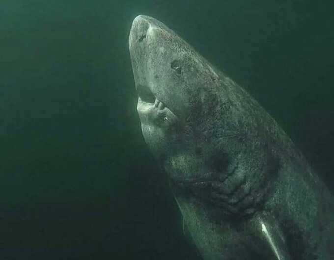 Tranh cãi về bức ảnh cá mập Greenland 392 tuổi