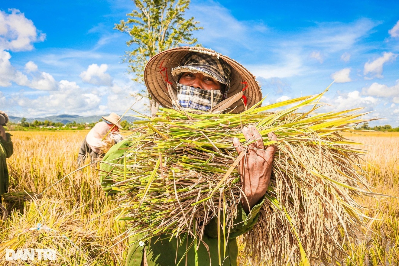 Giải mã hiện tượng lúa chín cúi đầu dưới góc nhìn khoa học