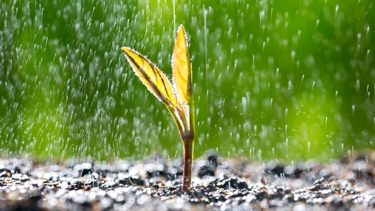 Hạt giống cây trồng làm điều kỳ diệu khi nghe thấy tiếng mưa rơi