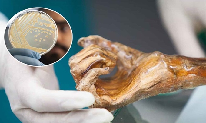 Nhà khoa học nếm thử vi sinh vật từ xác ướp, nước nặng